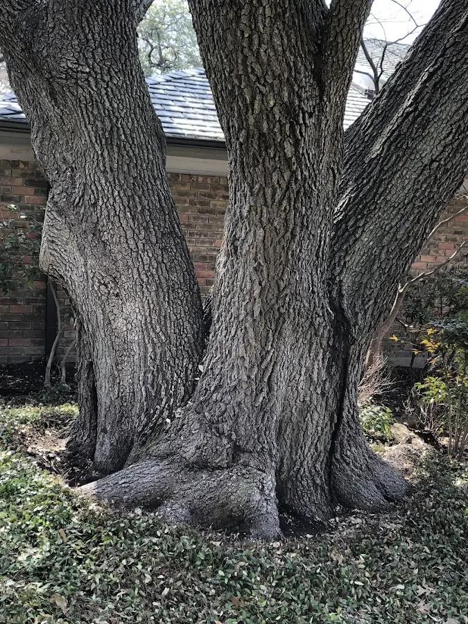 Mature heritage tree close to a Henderson Harbor property cared for by certified arborists